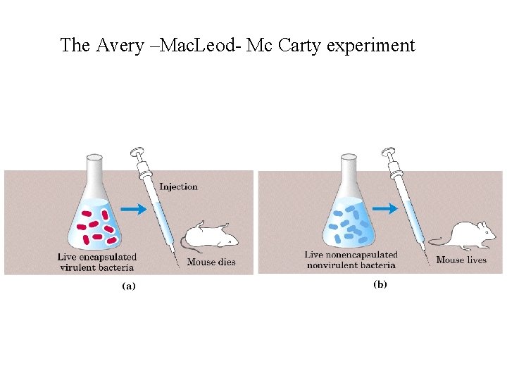 The Avery –Mac. Leod- Mc Carty experiment 