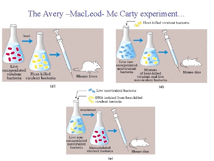 The Avery –Mac. Leod- Mc Carty experiment… 