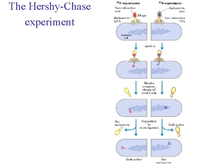 The Hershy-Chase experiment 