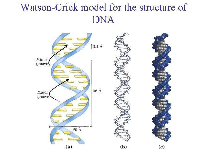 Watson-Crick model for the structure of DNA 