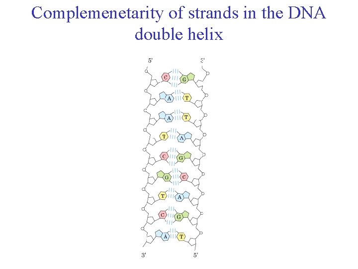 Complemenetarity of strands in the DNA double helix 