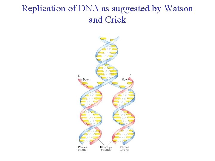 Replication of DNA as suggested by Watson and Crick 
