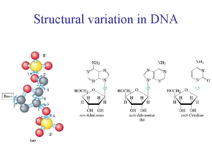 Structural variation in DNA 