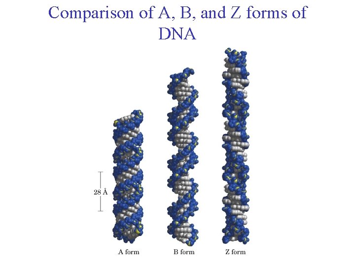 Comparison of A, B, and Z forms of DNA 