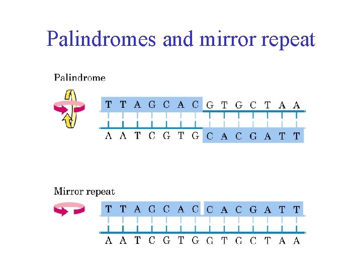 Palindromes and mirror repeat 