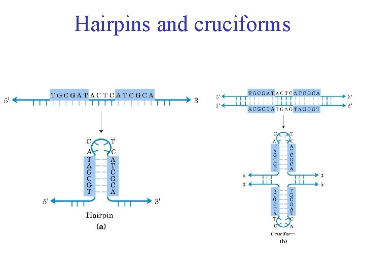 Hairpins and cruciforms 