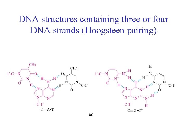 DNA structures containing three or four DNA strands (Hoogsteen pairing) 