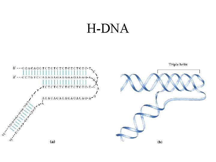 H-DNA 