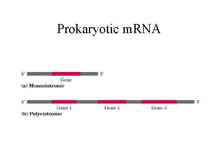 Prokaryotic m. RNA 