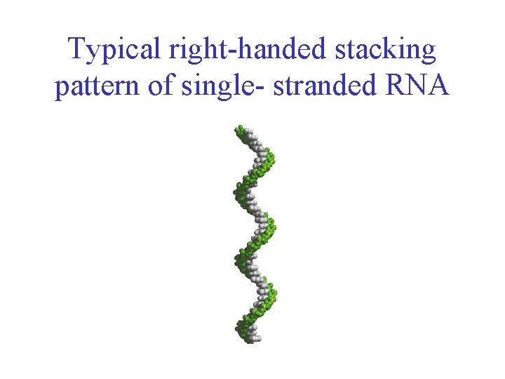 Typical right-handed stacking pattern of single- stranded RNA 
