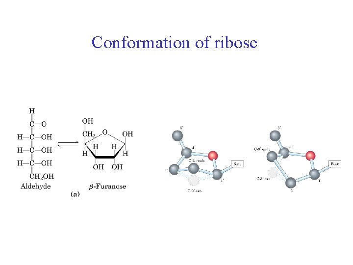 Conformation of ribose 