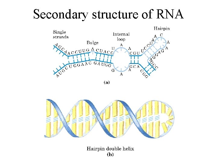 Secondary structure of RNA 