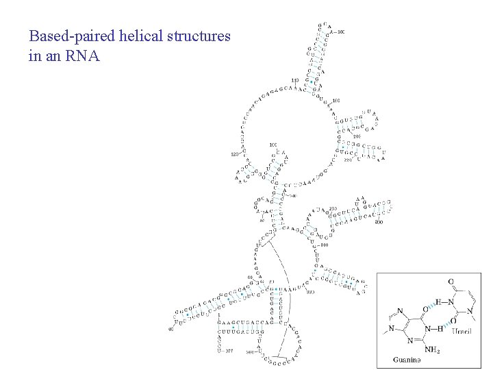 Based-paired helical structures in an RNA 