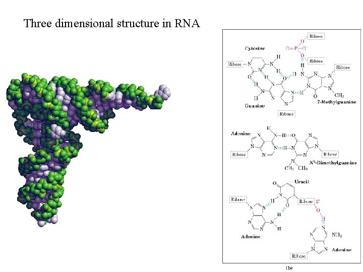 Three dimensional structure in RNA 