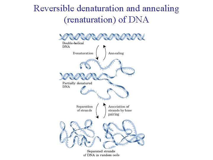 Reversible denaturation and annealing (renaturation) of DNA 