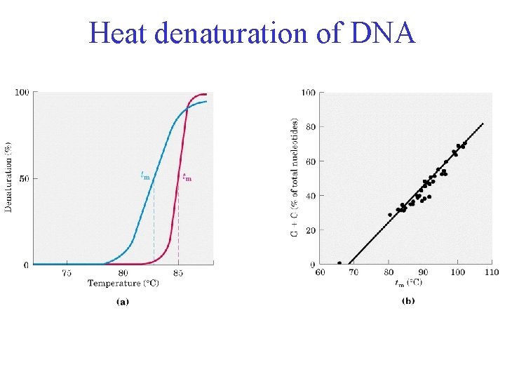 Heat denaturation of DNA 
