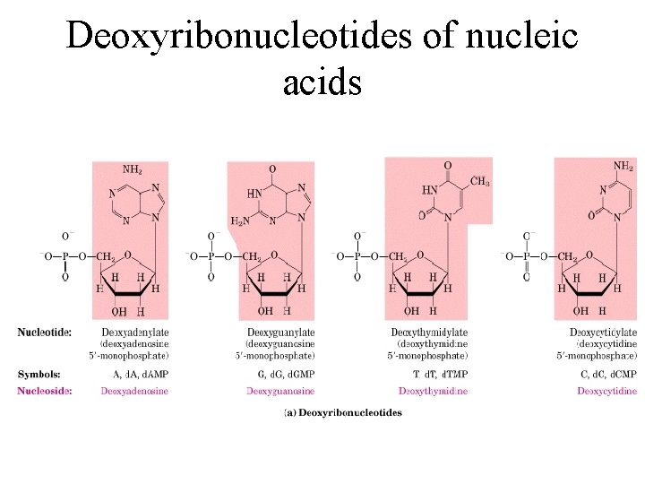 Deoxyribonucleotides of nucleic acids 