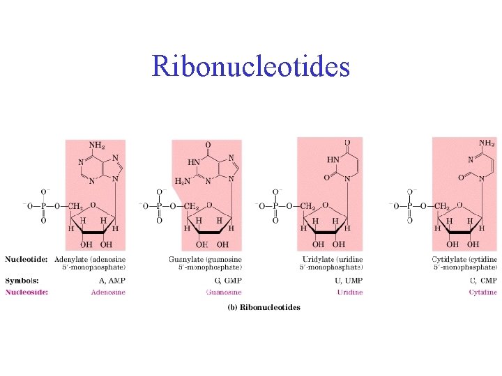 Ribonucleotides 