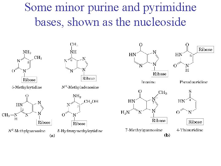 Some minor purine and pyrimidine bases, shown as the nucleoside 
