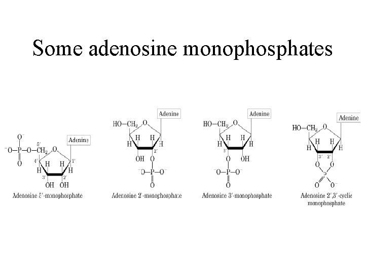 Some adenosine monophosphates 