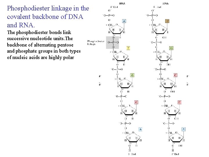 Phosphodiester linkage in the covalent backbone of DNA and RNA. The phosphodiester bonds link