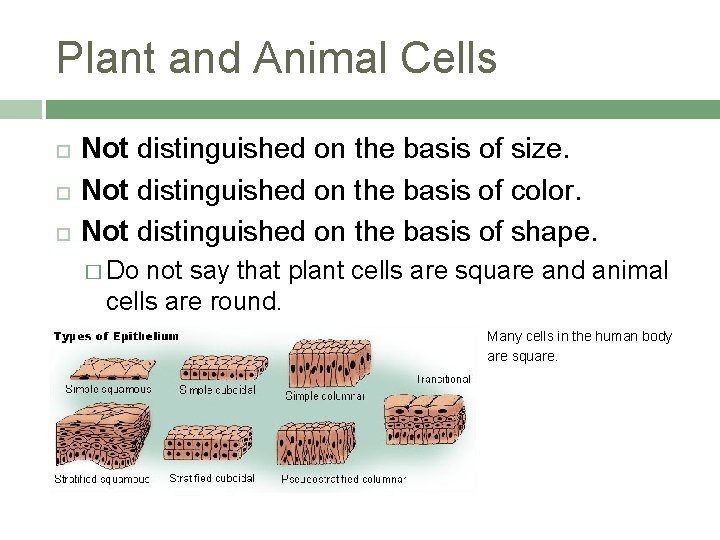 Plant and Animal Cells Not distinguished on the basis of size. Not distinguished on