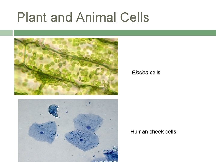 Plant and Animal Cells Elodea cells Human cheek cells 