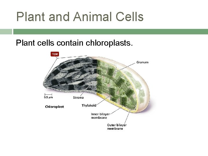 Plant and Animal Cells Plant cells contain chloroplasts. 