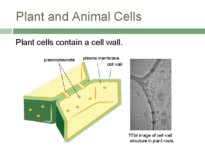 Plant and Animal Cells Plant cells contain a cell wall. 