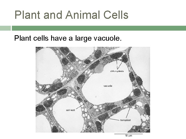 Plant and Animal Cells Plant cells have a large vacuole. 