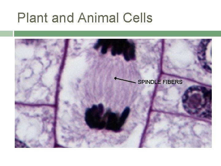 Plant and Animal Cells SPINDLE FIBERS 