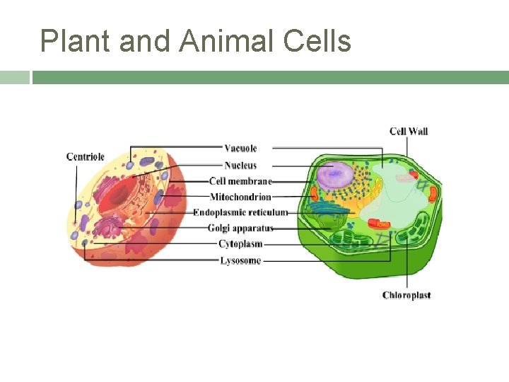 Plant and Animal Cells 