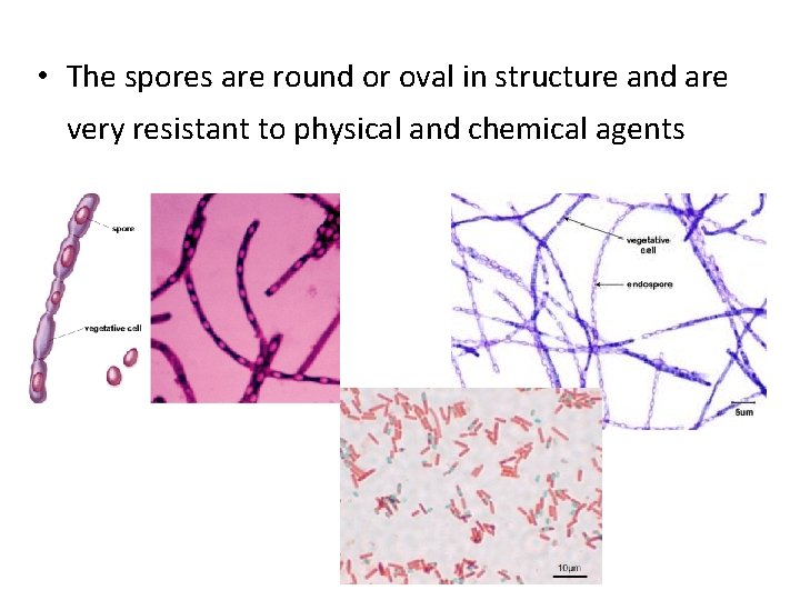  • The spores are round or oval in structure and are very resistant