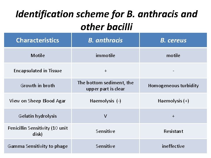 Identification scheme for B. anthracis and other bacilli Characteristics B. anthracis B. cereus Motile