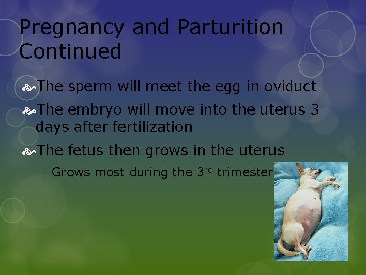 Pregnancy and Parturition Continued The sperm will meet the egg in oviduct The embryo