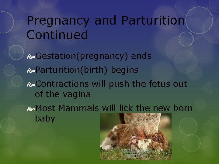 Pregnancy and Parturition Continued Gestation(pregnancy) ends Parturition(birth) begins Contractions will push the fetus out