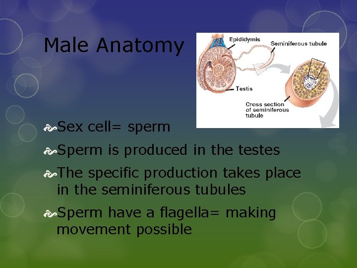 Male Anatomy Sex cell= sperm Sperm is produced in the testes The specific production