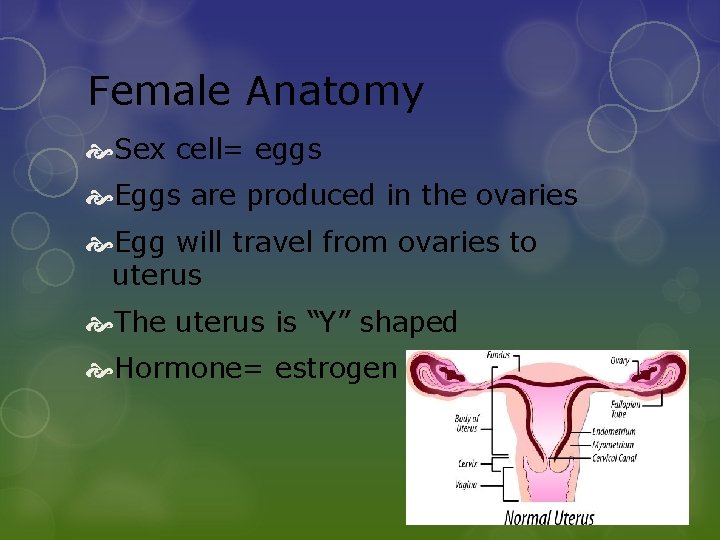 Female Anatomy Sex cell= eggs Eggs are produced in the ovaries Egg will travel