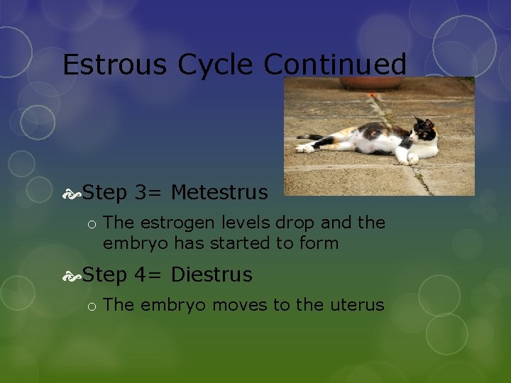 Estrous Cycle Continued Step 3= Metestrus o The estrogen levels drop and the embryo