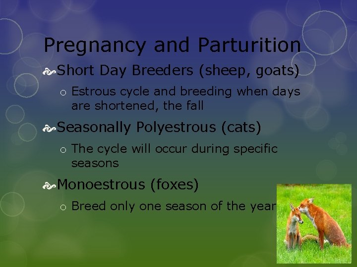 Pregnancy and Parturition Short Day Breeders (sheep, goats) o Estrous cycle and breeding when