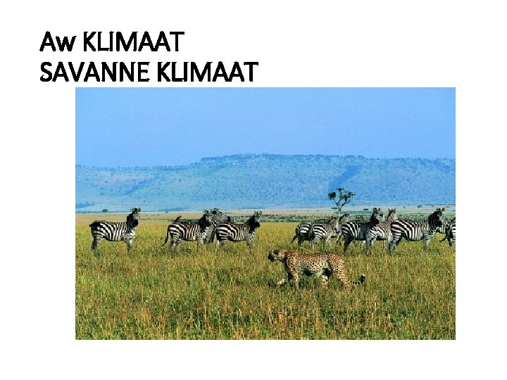 Aw KLIMAAT SAVANNE KLIMAAT 