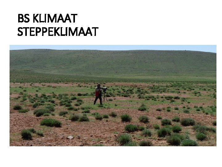 BS KLIMAAT STEPPEKLIMAAT 