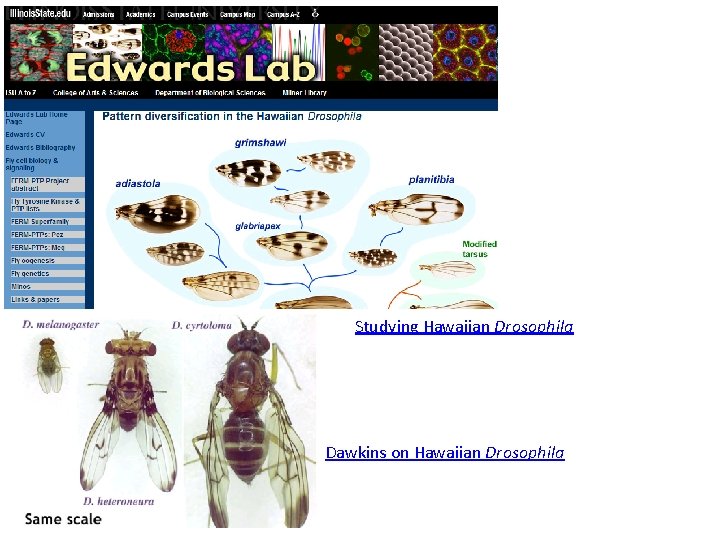 Studying Hawaiian Drosophila Dawkins on Hawaiian Drosophila 