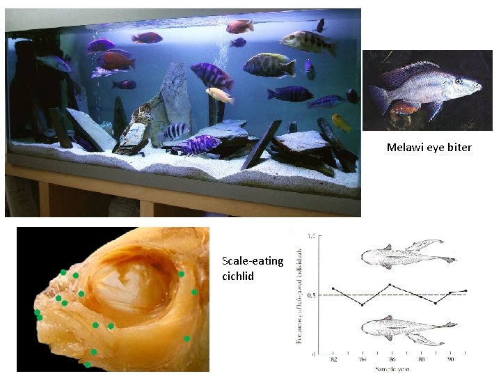 Melawi eye biter Scale-eating cichlid 
