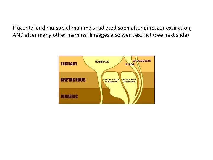 Placental and marsupial mammals radiated soon after dinosaur extinction, AND after many other mammal