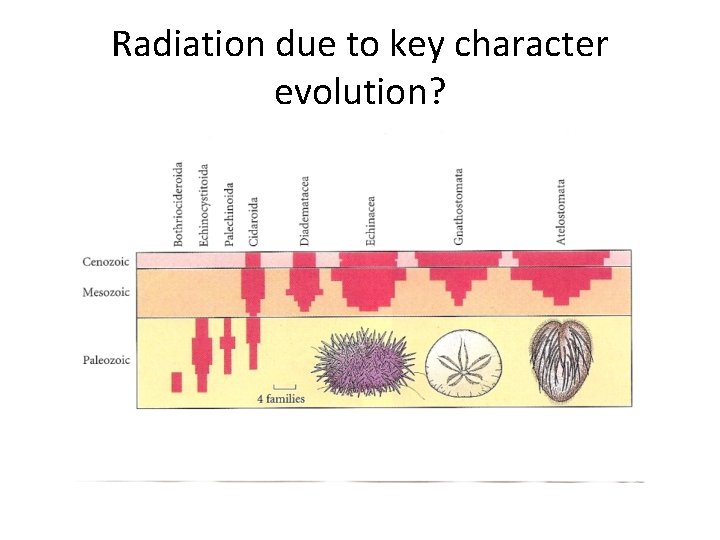 Radiation due to key character evolution? 