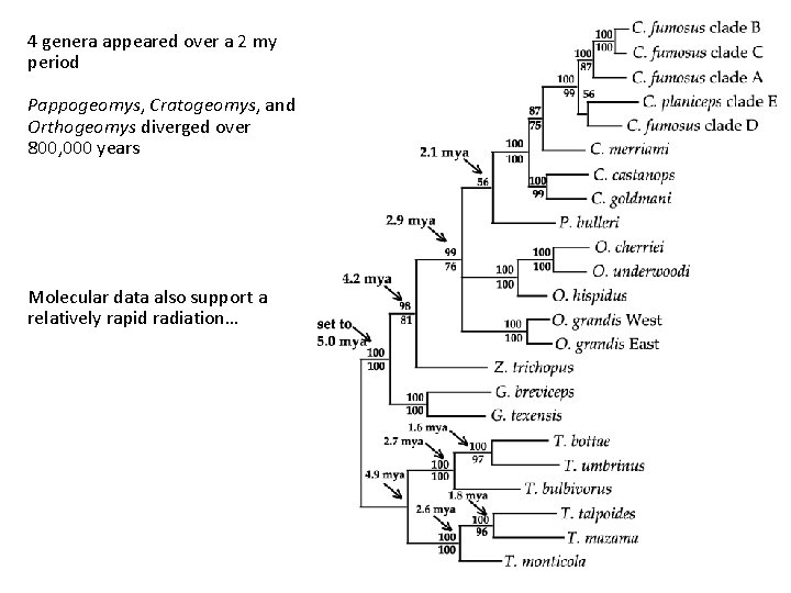 4 genera appeared over a 2 my period Pappogeomys, Cratogeomys, and Orthogeomys diverged over