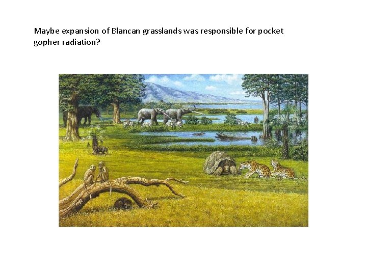 Maybe expansion of Blancan grasslands was responsible for pocket gopher radiation? 