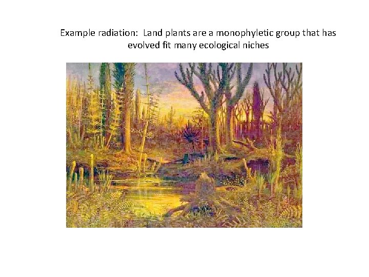 Example radiation: Land plants are a monophyletic group that has evolved fit many ecological