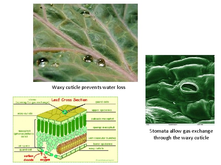 Waxy cuticle prevents water loss Stomata allow gas exchange through the waxy cuticle 